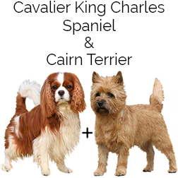King Cavrin Dog